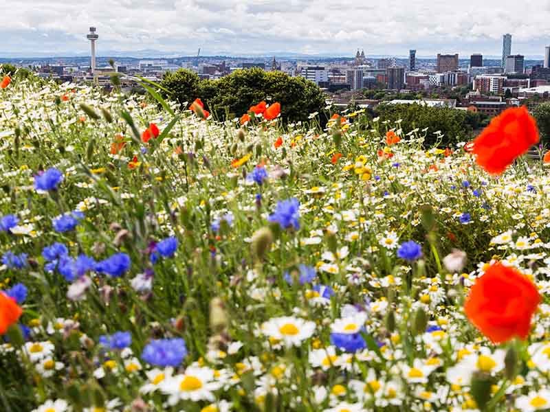 Flower garden in outer area of building